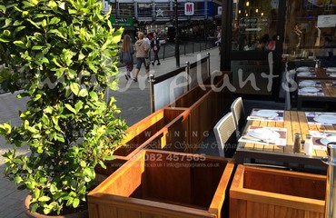 Major Plants Ltd - Before after - London - UK - Image 28