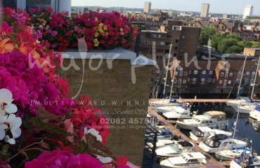 Major Plants Ltd - Before after - London - UK - Image 41