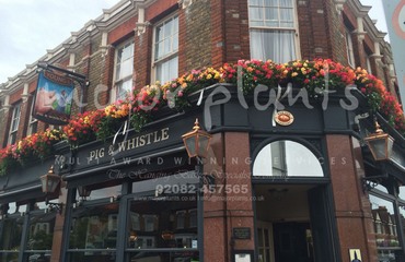 Major Plants Ltd - Before after - London - UK - Image 45
