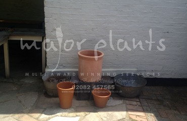 Major Plants Ltd - Before after - London - UK - Image 48