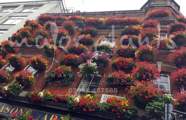 Major Plants Ltd - Hanging Basket Services - London - UK - Image 4