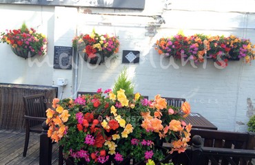 Major Plants Ltd - Hanging Basket Services - London - UK - Image 5