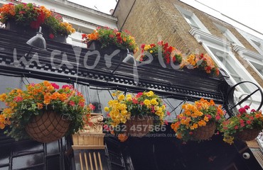 Major Plants Ltd - Hanging Basket Services - London - UK - Image 7