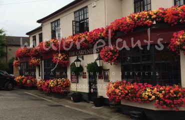 Major Plants Ltd - Hanging Basket Services - London - UK - Image 9