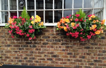 Major Plants Ltd - Hanging Basket Services - London - UK - Image 11