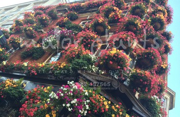 Major Plants Ltd - Hanging Basket Services - London - UK - Image 13