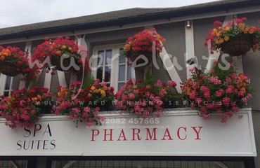 Major Plants Ltd - Hanging Basket Services - London - UK - Image 15
