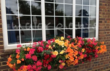 Major Plants Ltd - Hanging Basket Services - London - UK - Image 16