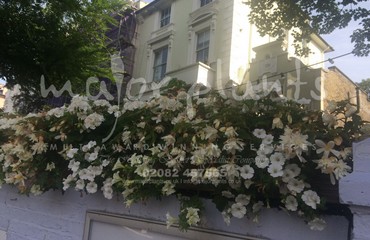 Major Plants Ltd - Hanging Basket Services - London - UK - Image 20