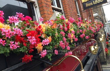Major Plants Ltd - Hanging Basket Services - London - UK - Image 25