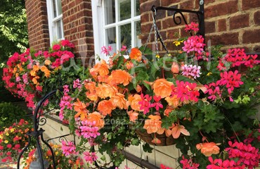 Major Plants Ltd - Hanging Basket Services - London - UK - Image 28