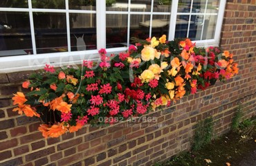 Major Plants Ltd - Hanging Basket Services - London - UK - Image 32