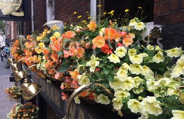 Major Plants Ltd - Hanging Basket Services - London - UK - Image 33