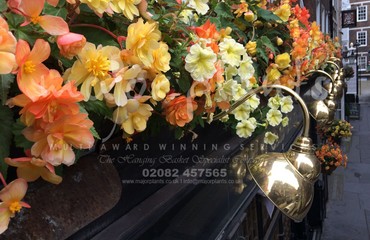 Major Plants Ltd - Hanging Basket Services - London - UK - Image 34