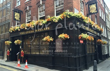 Major Plants Ltd - Hanging Basket Services - London - UK - Image 35