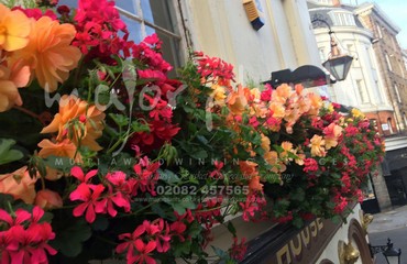 Major Plants Ltd - Hanging Basket Services - London - UK - Image 36