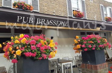 Major Plants Ltd - Hanging Basket Services - London - UK - Image 39