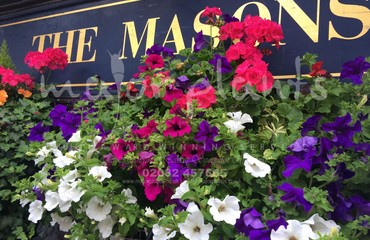 Major Plants Ltd - Hanging Basket Services - London - UK - Image 41