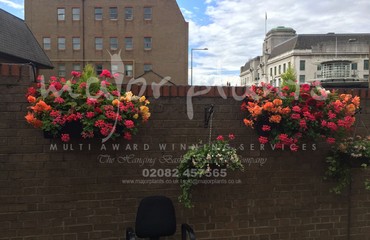 Major Plants Ltd - Hanging Basket Services - London - UK - Image 42