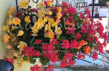 Major Plants Ltd - Hanging Basket Services - London - UK - Image 44