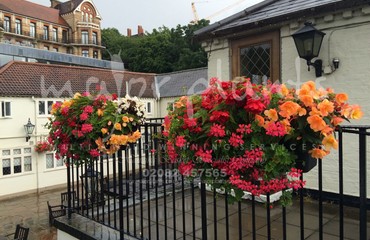 Major Plants Ltd - Hanging Basket Services - London - UK - Image 46