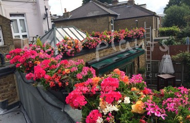 Major Plants Ltd - Hanging Basket Services - London - UK - Image 47
