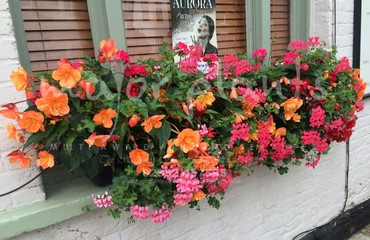 Major Plants Ltd - Hanging Basket Services - London - UK - Image 48