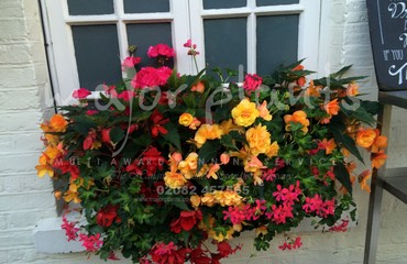 Major Plants Ltd - Hanging Basket Services - London - UK - Image 49
