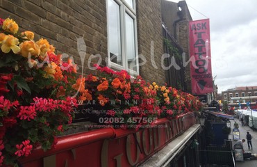 Major Plants Ltd - Hanging Basket Services - London - UK - Image 50