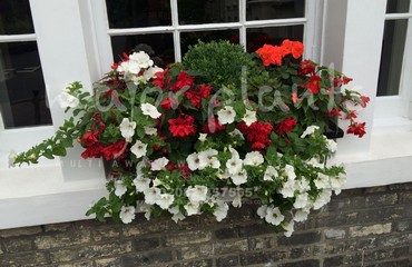 Major Plants Ltd - Hanging Basket Services - London - UK - Image 51