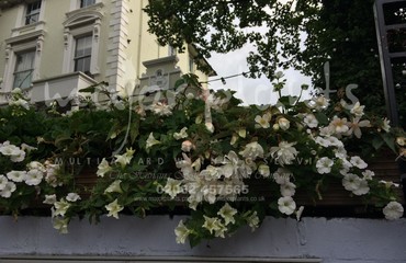 Major Plants Ltd - Hanging Basket Services - London - UK - Image 52