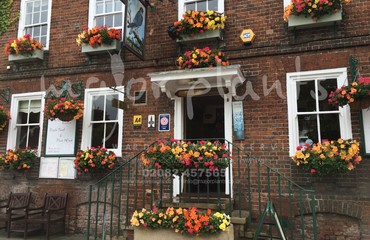 Major Plants Ltd - Hanging Basket Services - London - UK - Image 53