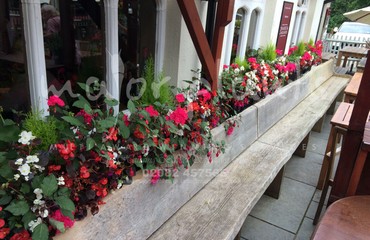 Major Plants Ltd - Hanging Basket Services - London - UK - Image 54