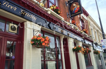 Major Plants Ltd - Hanging Basket Services - London - UK - Image 55