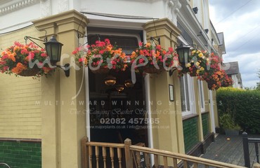 Major Plants Ltd - Hanging Basket Services - London - UK - Image 56