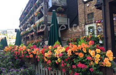Major Plants Ltd - Hanging Basket Services - London - UK - Image 59