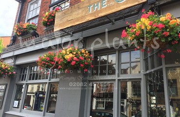 Major Plants Ltd - Hanging Basket Services - London - UK - Image 62