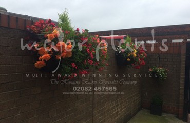 Major Plants Ltd - Hanging Basket Services - London - UK - Image 63
