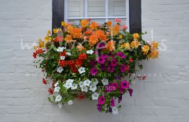 Major Plants Ltd - Hanging Basket Services - London - UK - Image 67