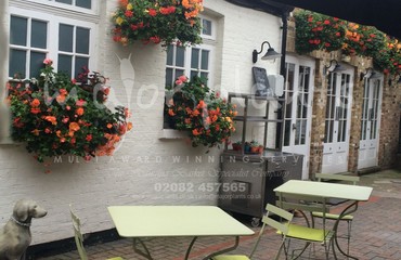 Major Plants Ltd - Hanging Basket Services - London - UK - Image 68