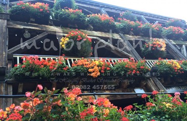 Major Plants Ltd - Hanging Basket Services - London - UK - Image 69