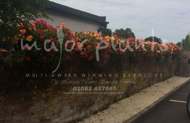 Major Plants Ltd - Hanging Basket Services - London - UK - Image 70