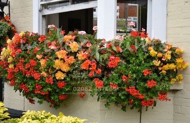 Major Plants Ltd - Hanging Basket Services - London - UK - Image 72