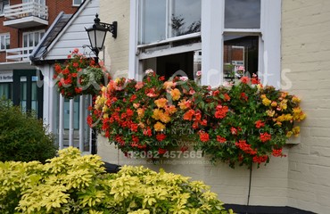 Major Plants Ltd - Hanging Basket Services - London - UK - Image 73