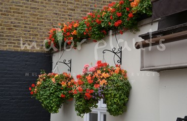 Major Plants Ltd - Hanging Basket Services - London - UK - Image 77