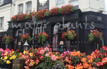 Major Plants Ltd - Hanging Basket Services - London - UK - Image 78