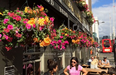 Major Plants Ltd - Hanging Basket Services - London - UK - Image 80