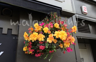 Major Plants Ltd - Hanging Basket Services - London - UK - Image 81