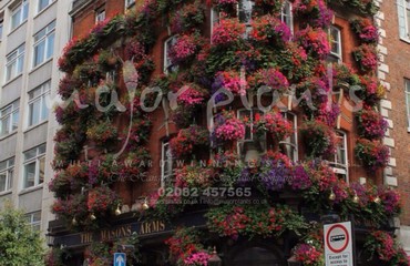 Major Plants Ltd - Hanging Basket Services - London - UK - Image 82