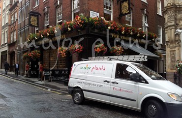 Major Plants Ltd - Hanging Basket Services - London - UK - Image 83